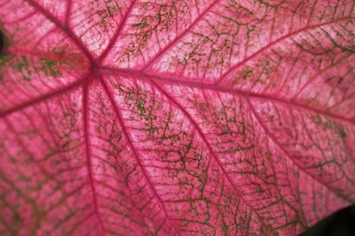 Framed Print : Leaf, Close-up Framed Print : Leaf, Close-up