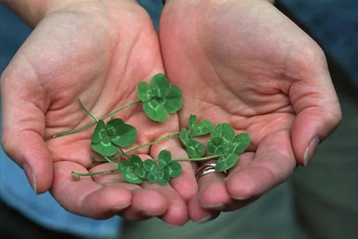 Framed Print : Four leafed clovers in cupped hands Framed Print : Four leafed clovers in cupped hands