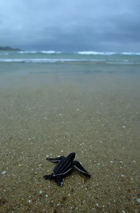 Framed Print : Leatherback turtle (Dermochelys coriacea) hatchling on its way to the sea Framed Print : Leatherback turtle (Dermochelys coriacea) hatchling on its way to the sea