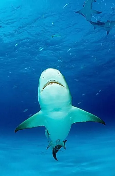 Framed Print : Lemon Shark, Negaprion brevirostris, Bahamas, Grand Bahama Island, Atlantic Ocean, Central America Framed Print : Lemon Shark, Negaprion brevirostris, Bahamas, Grand Bahama Island, Atlantic Ocean, Central America