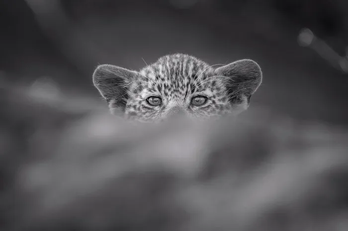 Framed Print : A leopard cub, Panthera pardus, peaks over a log, direct gaze, in black and white Framed Print : A leopard cub, Panthera pardus, peaks over a log, direct gaze, in black and white