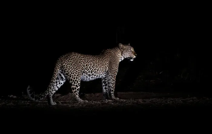Framed Print : Leopard at night (Panthera pardus), South Luangwa National Park, Zambia, Africa Framed Print : Leopard at night (Panthera pardus), South Luangwa National Park, Zambia, Africa
