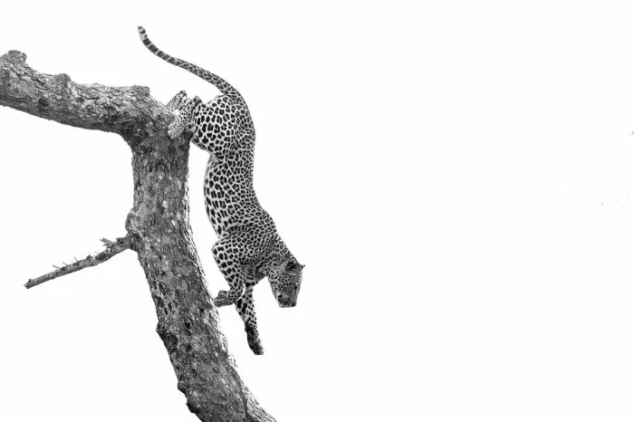 Framed Print : A leopard, Panthera pardus, climbs down a tree branch, black and white, whited out background Framed Print : A leopard, Panthera pardus, climbs down a tree branch, black and white, whited out background
