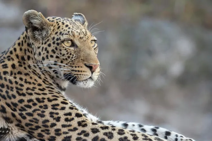 Framed Print : Leopard (Panthera pardus) female, Chobe National Park, Botswana, Africa