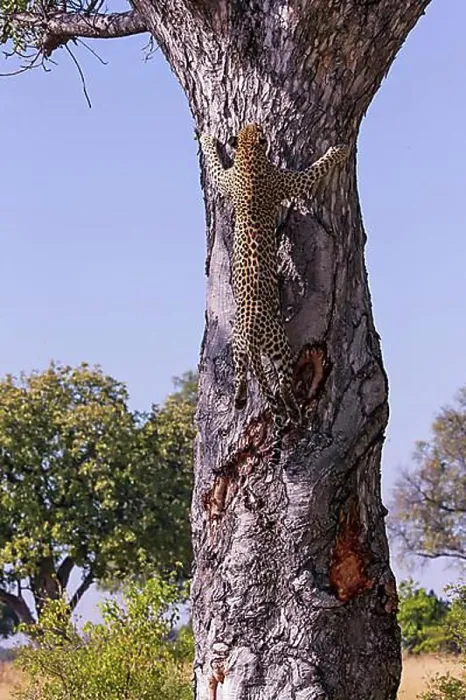 Framed Print : Leopard (Panthera pardus ), Female climbing tree trunk, Okavango Delta, Botswana, Africa