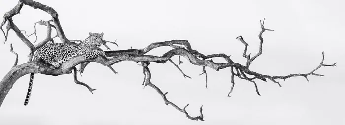 Framed Print : A leopard, Panthera pardus, lies in a dead tree, looking out of frame, in black and white Framed Print : A leopard, Panthera pardus, lies in a dead tree, looking out of frame, in black and white