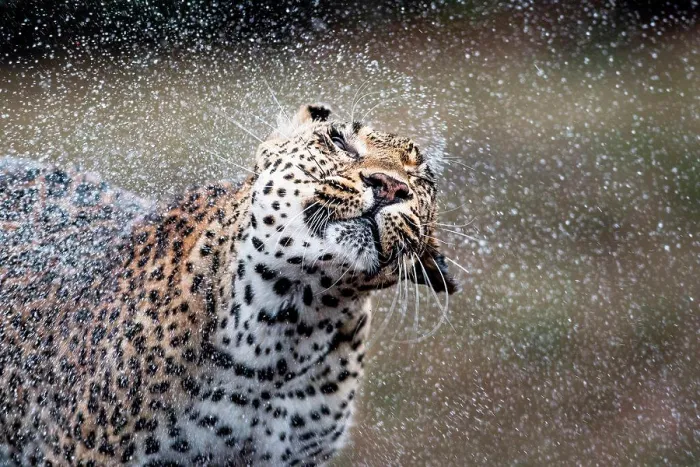 Framed Print : A leopard, Panthera pardus, shakes water off itself, water sprays droplets in the air, wet fur, eyes closed Framed Print : A leopard, Panthera pardus, shakes water off itself, water sprays droplets in the air, wet fur, eyes closed