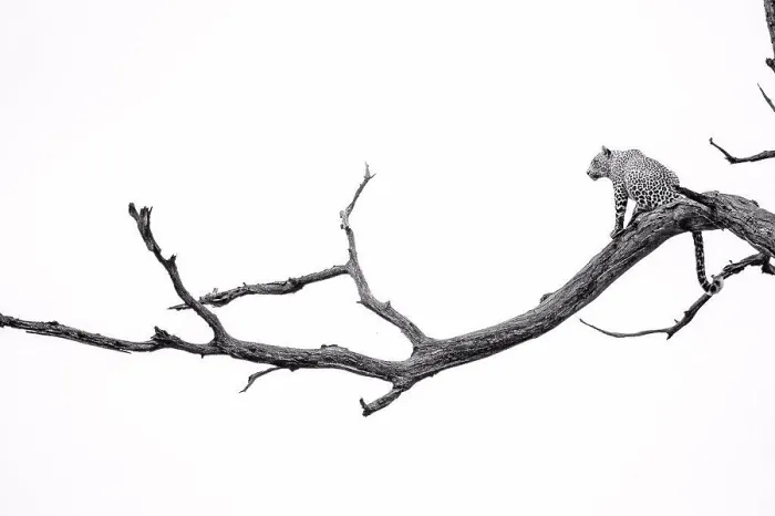 Framed Print : A leopard, Panthera pardus, sits on a dead tree branch, tail hangs down, looking away, in black and white Framed Print : A leopard, Panthera pardus, sits on a dead tree branch, tail hangs down, looking away, in black and white