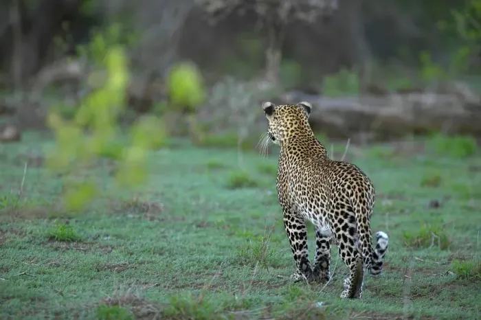 Framed Print : Leopard (Panthera pardus) stalking Impala (Aepyceros melampus melampus)