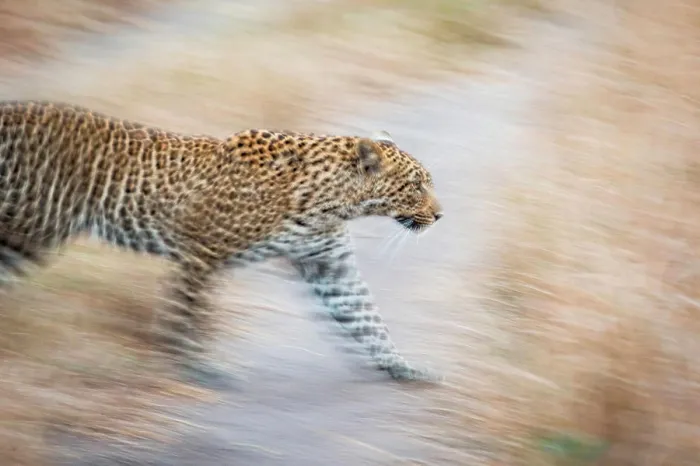 Framed Print : A leopard, Panthera Pardus, walks, looking away, ears back, motion blur Framed Print : A leopard, Panthera Pardus, walks, looking away, ears back, motion blur