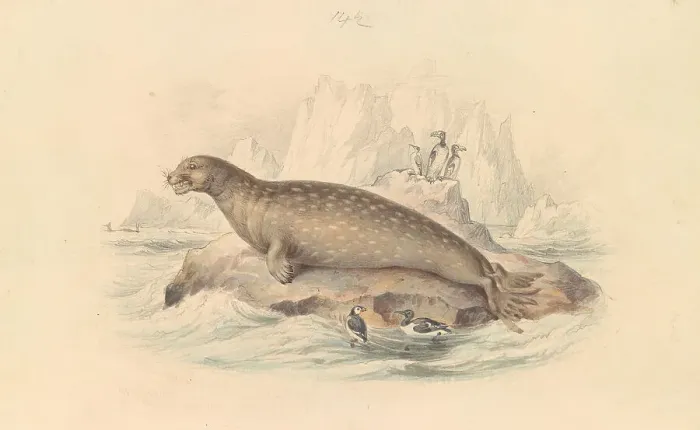Framed Print : Leopard Seal James Stewart 1791-1863 British Framed Print : Leopard Seal James Stewart 1791-1863 British