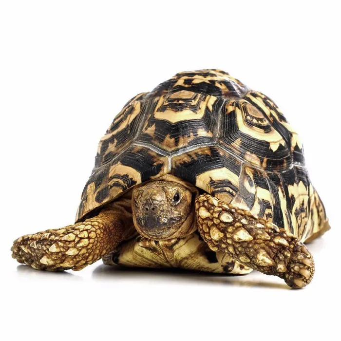 Framed Print : Leopard tortoise (Geochelone pardalis) Framed Print : Leopard tortoise (Geochelone pardalis)
