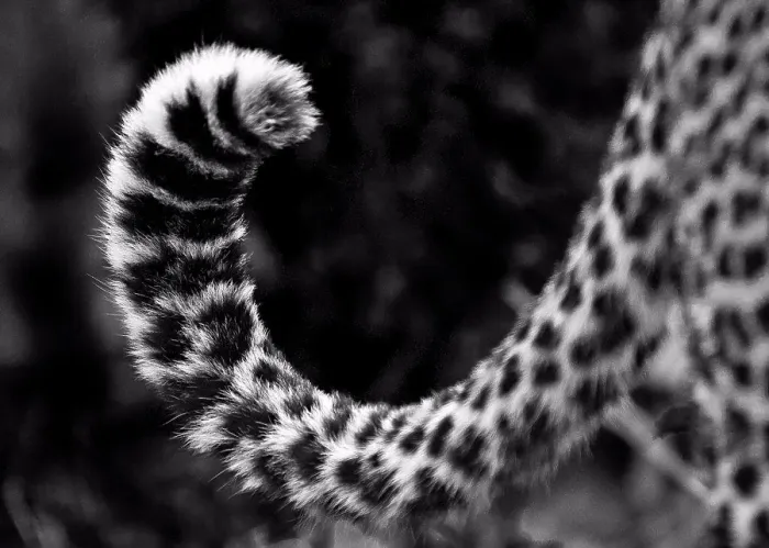 Framed Print : A leopard's tail, Panthera pardus, curled up, dark rosettes on fur, in black and white Framed Print : A leopard's tail, Panthera pardus, curled up, dark rosettes on fur, in black and white
