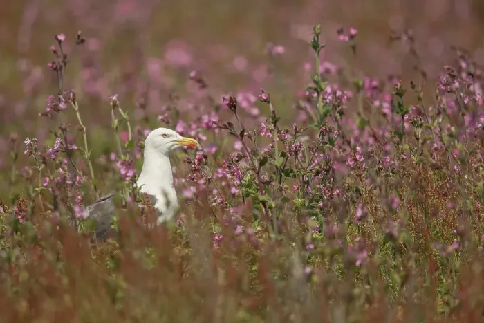 Framed Print : Lesser Black Backed Gull ( Larus fuscus) in Red Campion (Silene dioica) Skomer Island