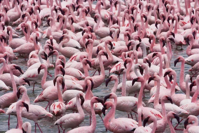 Framed Print : Lesser flamingos, Lake Narasha, Kenya Lake Narasha, Kenya Framed Print : Lesser flamingos, Lake Narasha, Kenya Lake Narasha, Kenya