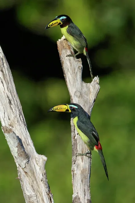 Framed Print : Lettered Aracari (Pteroglossus inscriptus) perched on a branch in the Amazon of Brazil. Framed Print : Lettered Aracari (Pteroglossus inscriptus) perched on a branch in the Amazon of Brazil.