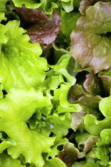 Framed Print : Lettuce, Lactuca sativa, close-up of mixed varieties of the green leaf salad vegetable Framed Print : Lettuce, Lactuca sativa, close-up of mixed varieties of the green leaf salad vegetable