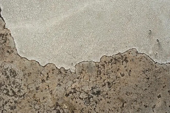 Framed Print : Lichen covering a granitic stone Framed Print : Lichen covering a granitic stone
