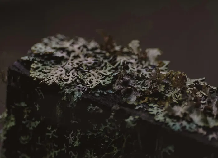 Framed Print : Lichen growing on an old headstone