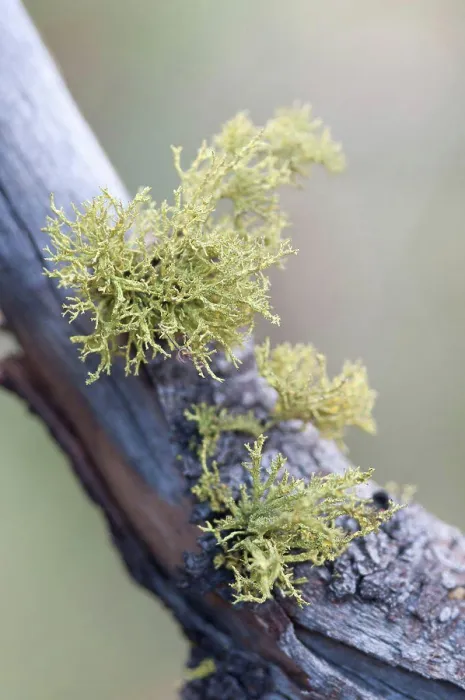 Framed Print : Lichen, Moss, Lichen, Green subject Framed Print : Lichen, Moss, Lichen, Green subject