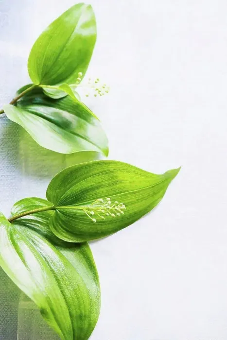 Framed Print : Still life of green leaf stem with flower bud on table, overhead view
