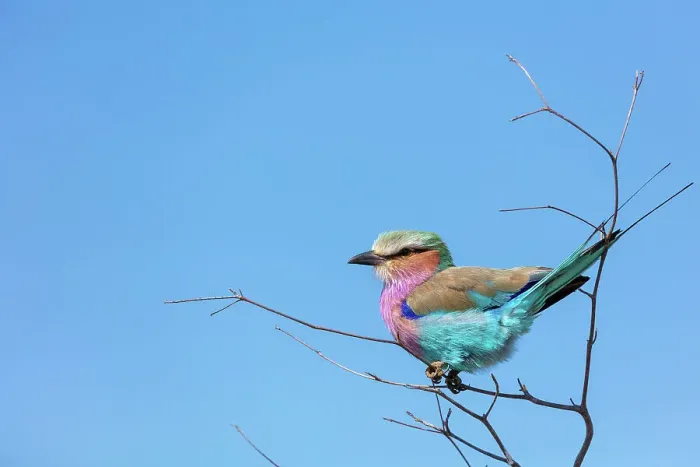 Framed Print : Lilac-breasted (lilacbrested) roller (Coracias caudatus) Framed Print : Lilac-breasted (lilacbrested) roller (Coracias caudatus)