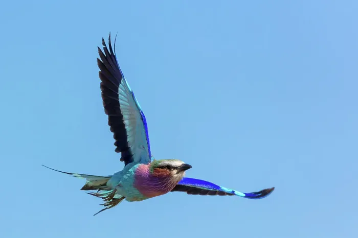 Framed Print : Lilac-breasted (lilacbrested) roller (Coracias caudatus) Framed Print : Lilac-breasted (lilacbrested) roller (Coracias caudatus)