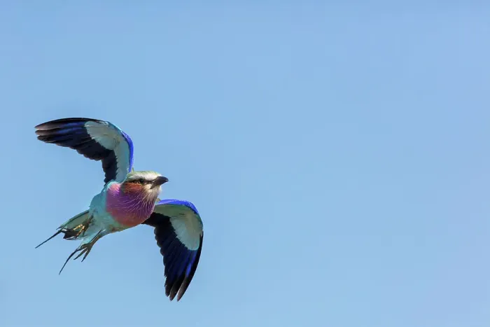 Framed Print : Lilac-breasted (lilacbrested) roller (Coracias caudatus)