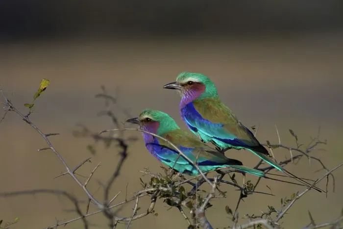 Framed Print : Lilacbreasted Roller. MalaMala Game Reserve Framed Print : Lilacbreasted Roller. MalaMala Game Reserve