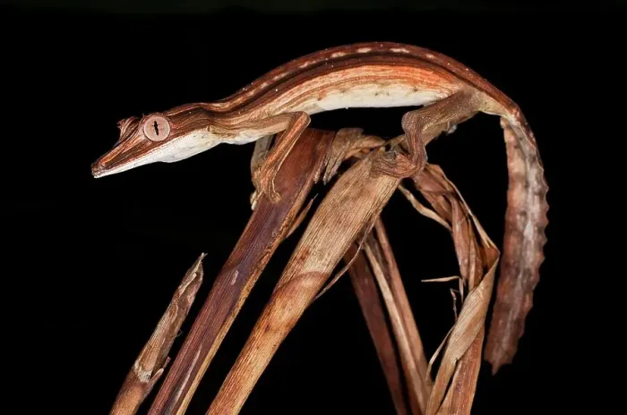 Framed Print : Lined Leaf-Tailed gecko (Uroplatus lineatus) active in forest at night Framed Print : Lined Leaf-Tailed gecko (Uroplatus lineatus) active in forest at night