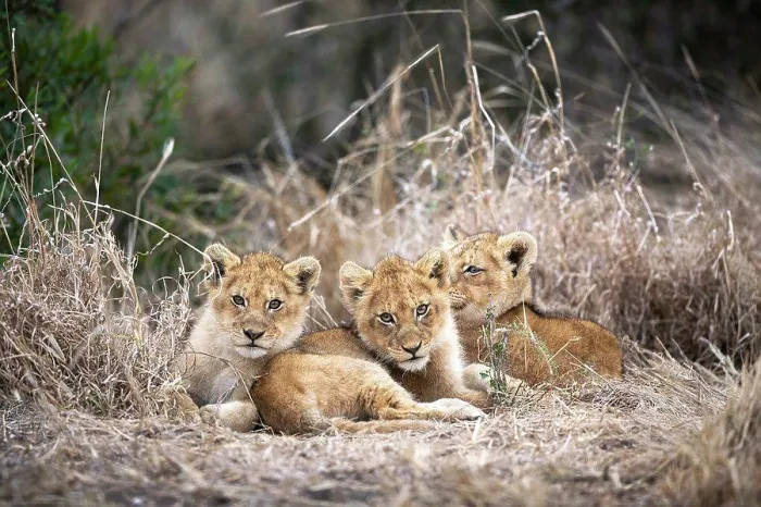 Framed Print : Lion cubs, Panthera leo, huddle together in dry grass Framed Print : Lion cubs, Panthera leo, huddle together in dry grass