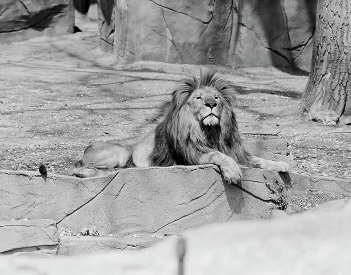Framed Print : Lion lying on rock in zoo Framed Print : Lion lying on rock in zoo