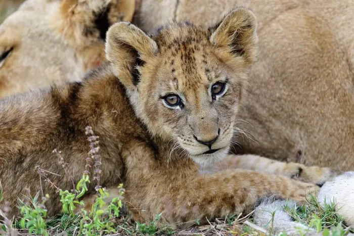 Framed Print : Lion (Panthera leo) cub. MalaMala (Mala Mala) Game Reserve Framed Print : Lion (Panthera leo) cub. MalaMala (Mala Mala) Game Reserve