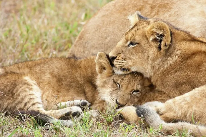 Framed Print : Lion (Panthera leo) cubs. MalaMala (Mala Mala) Game Reserve Framed Print : Lion (Panthera leo) cubs. MalaMala (Mala Mala) Game Reserve