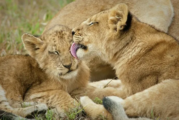Framed Print : Lion (Panthera leo) cubs. MalaMala (Mala Mala) Game Reserve Framed Print : Lion (Panthera leo) cubs. MalaMala (Mala Mala) Game Reserve