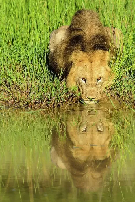 Framed Print : Lion (Panthera leo) drinking. Phinda / Munyawana / Zuka Game Reserve Framed Print : Lion (Panthera leo) drinking. Phinda / Munyawana / Zuka Game Reserve