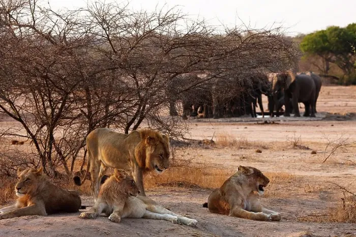 Framed Print : Lion (Panthera leo) and elephant (loxodonta africana) at a waterhole Framed Print : Lion (Panthera leo) and elephant (loxodonta africana) at a waterhole