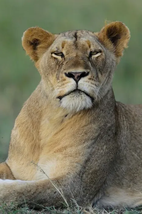 Framed Print : Lion (Panthera leo). Phinda  /  Munyawana  /  Zuka Game Reserve