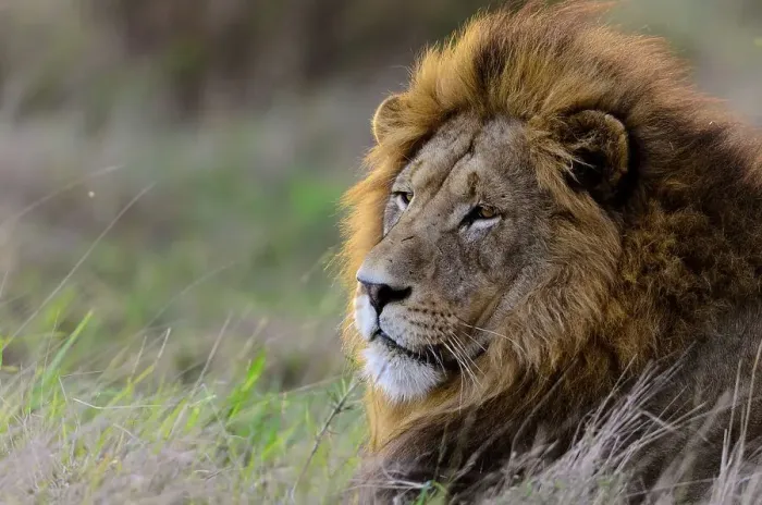 Framed Print : Lion (Panthera leo). Phinda  /  Munyawana  /  Zuka Game Reserve