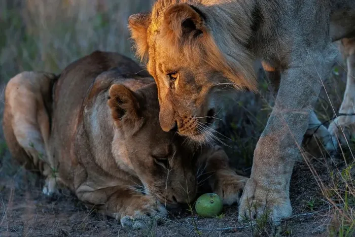 Framed Print : Lion (Panthera leo) playing with a Black Monkey Orange (Strychnos madascascariensis) fruit Framed Print : Lion (Panthera leo) playing with a Black Monkey Orange (Strychnos madascascariensis) fruit