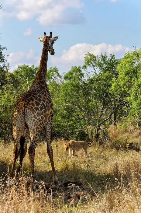 Framed Print : A Lion (Panthera leo) pride found this Giraffe (Giraffa camelopardalis) and her calf (the calf had a broken leg) Framed Print : A Lion (Panthera leo) pride found this Giraffe (Giraffa camelopardalis) and her calf (the calf had a broken leg)