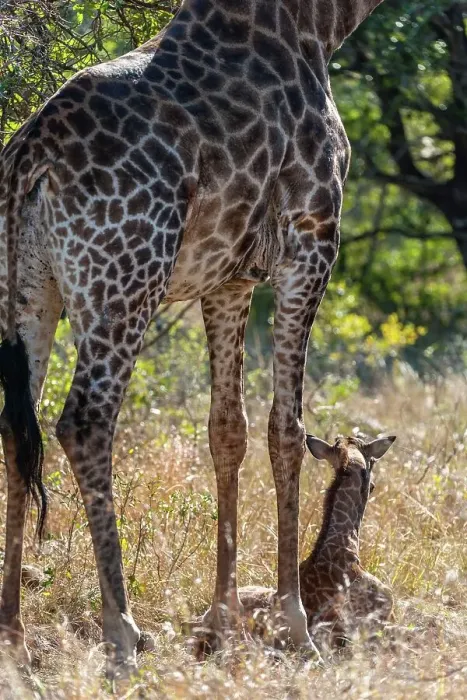 Framed Print : A Lion (Panthera leo) pride found this Giraffe (Giraffa camelopardalis) and her calf (the calf had a broken leg) Framed Print : A Lion (Panthera leo) pride found this Giraffe (Giraffa camelopardalis) and her calf (the calf had a broken leg)