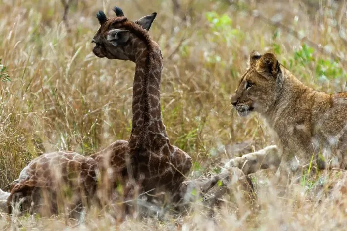 Framed Print : A Lion (Panthera leo) pride found this Giraffe (Giraffa camelopardalis) and her calf (the calf had a broken leg)