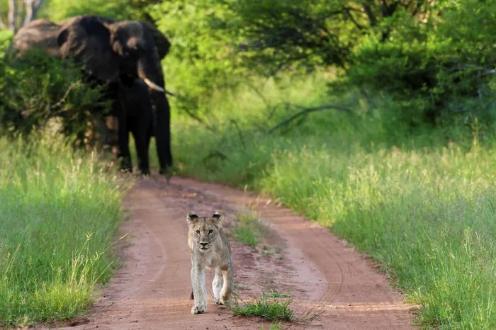 Framed Print : Lion (Panthera leo) running away from African bush elephant or African savanna elephant (Loxodonta africana) Framed Print : Lion (Panthera leo) running away from African bush elephant or African savanna elephant (Loxodonta africana)