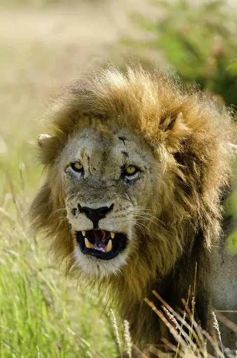 Framed Print : Lion (Panthera leo) snarling. Timbavati Game Reserve Framed Print : Lion (Panthera leo) snarling. Timbavati Game Reserve