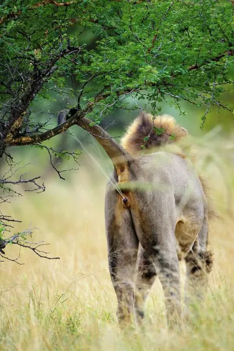 Framed Print : Lion (Panthera leo) spraying urine to scent mark his territory