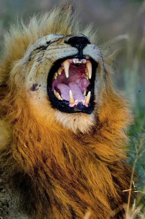 Framed Print : Lion (Panthera leo) yawning. Timbavati Game Reserve Framed Print : Lion (Panthera leo) yawning. Timbavati Game Reserve