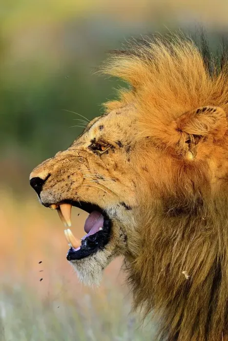 Framed Print : Lion (Panthera leo) yawning. Timbavati Game Reserve Framed Print : Lion (Panthera leo) yawning. Timbavati Game Reserve