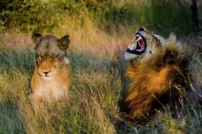 Framed Print : Lion (Panthera leo) yawning. Timbavati Game Reserve Framed Print : Lion (Panthera leo) yawning. Timbavati Game Reserve