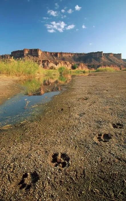 Framed Print : Lion spoor at Chilojo Cliffe. Gonarezhou National Park